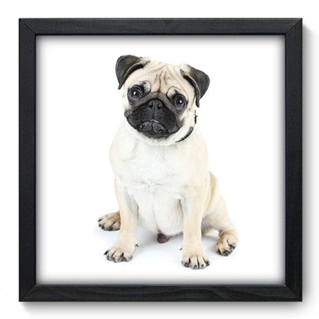 Quadro Decorativo - Pug - 33cm x 33cm - 097qdsp - Allodi é boa?