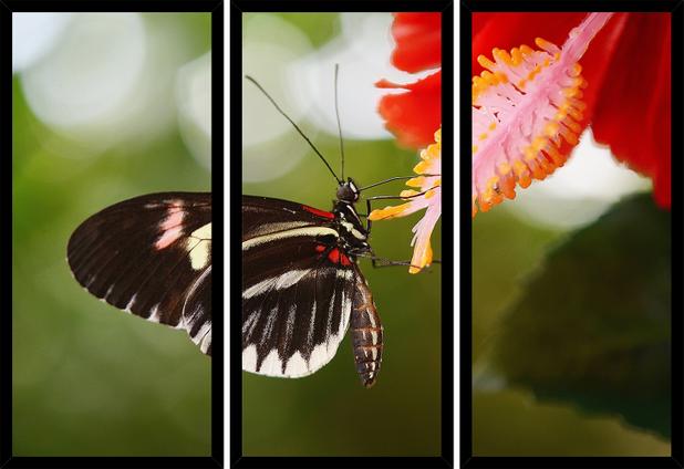 Quadro Mosaico 3 Partes Reto Borboleta Flor Vermelha Art e Cia - Preto Menor preço em Quadro Mosaico 3 Partes Reto Borboleta Flor Vermelha Art e Cia - Preto