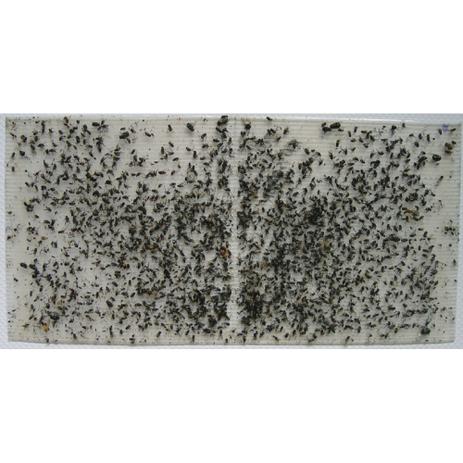 Refil Adesivo G 45 x 22 cm Armadilha Mata Mosca com 100 - Stop inset Menor preço em Refil Adesivo G 45 x 22 cm Armadilha Mata Mosca com 100 - Stop inset