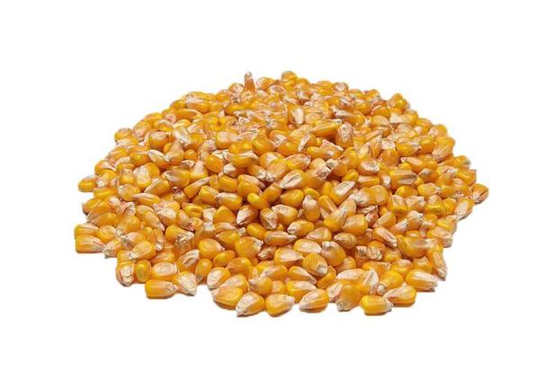 Saco de Grãos de Milho-1 Kg - Propria Menor preço em Saco de Grãos de Milho-1 Kg - Propria