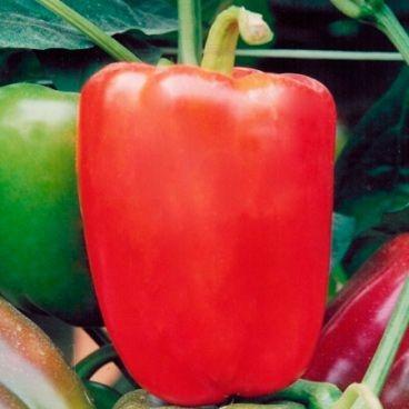 Menor preço em Sementes Pimentão Vermelho Tecnoseed - Envelope 5gr