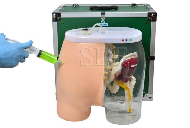 Simulador de Injeção Intramuscular no Glúteo e Visualização Óssea, Muscular e Nervosa - SDORF Scientific é boa?