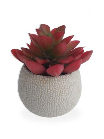 Suculenta Arranjo Flor Artificial Com Vaso Branco Em Cerâmica Estilo Kokedama - Flordecorar Menor preço em Suculenta Arranjo Flor Artificial Com Vaso Branco Em Cerâmica Estilo Kokedama - Flordecorar