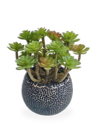 Suculenta Arranjo Flor Artificial Com Vaso Preto Em Cerâmica Estilo Kokedama - Flordecorar Menor preço em Suculenta Arranjo Flor Artificial Com Vaso Preto Em Cerâmica Estilo Kokedama - Flordecorar