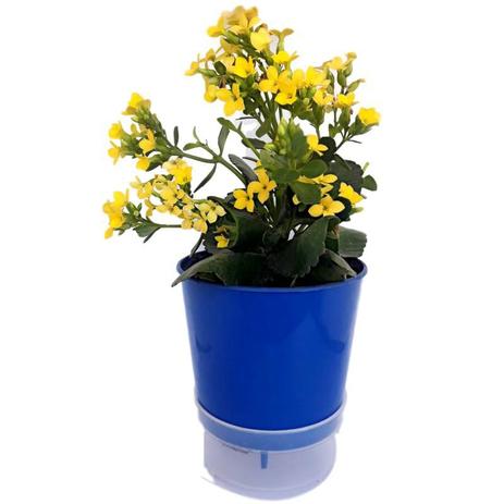 Vaso Auto Irrigável Anti Zika Virus 15 Cm De Altura - Kit Com 06 Unidades ACOMPANHA SUPORTE DE BRINDE - Armazem do verde Menor preço em Vaso Auto Irrigável Anti Zika Virus 15 Cm De Altura - Kit Com 06 Unidades ACOMPANHA SUPORTE DE BRINDE - Armazem do verde