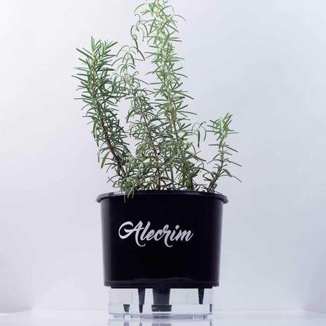 Vaso Auto Irrigável Linha Gourmet Alecrim N03 Médio 16x14 - Raíz vasos autoirrigáveis Menor preço em Vaso Auto Irrigável Linha Gourmet Alecrim N03 Médio 16x14 - Raíz vasos autoirrigáveis
