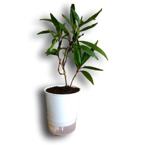 Vaso Auto Irrigável ou Autoirrigável 15 centímetros De Altura 30 Unidades + 30 Unidades De Suporte Em Alumínio Natural Para Revendedores - Armazem do verde Menor preço em Vaso Auto Irrigável ou Autoirrigável 15 centímetros De Altura 30 Unidades + 30 Unidades De Suporte Em Alumínio Natural Para Revendedores - Armazem do verde