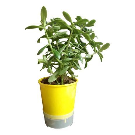 Vaso Auto Irrigável ou Autoirrigável 15 cm De Altura - Kit com 10 Unidades ACOMPANHA SUPORTE DE BRINDE - Armazem do verde Menor preço em Vaso Auto Irrigável ou Autoirrigável 15 cm De Altura - Kit com 10 Unidades ACOMPANHA SUPORTE DE BRINDE - Armazem do verde