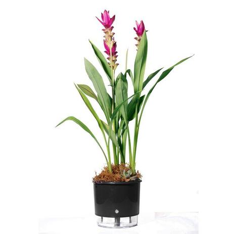 Vaso Auto Irrigável Raiz N02 Preto Pequeno 12x11 - Raíz vasos autoirrigáveis Menor preço em Vaso Auto Irrigável Raiz N02 Preto Pequeno 12x11 - Raíz vasos autoirrigáveis