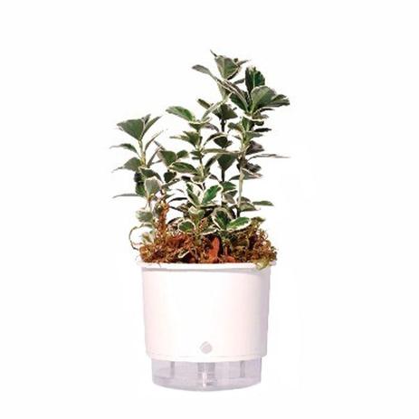 Vaso Auto Irrigável Raiz N04 Branco Grande 19x22 - Raíz vasos autoirrigáveis Menor preço em Vaso Auto Irrigável Raiz N04 Branco Grande 19x22 - Raíz vasos autoirrigáveis