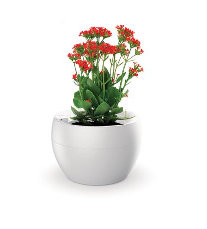 Vaso Autoirrigável Médio Completo Botanika Menor preço em Vaso Autoirrigável Médio Completo Botanika