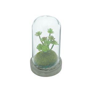 Menor preço em VASO BASE CONCRETO TAMPA VIDRO SIMPLE PLANTS CRASSULA VERDE 9X9X16,5cm - Urban