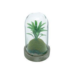 Menor preço em VASO BASE CONCRETO TAMPA VIDRO SIMPLE PLANTS PEPEROMIA VERDE 9X9X16,5cm - Urban