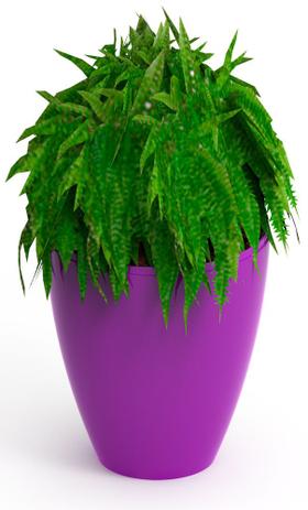 Vaso-cachepots Moly roxa - Im in é boa?