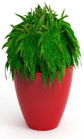 Vaso-cachepots Moly vermelho - Im in é boa?