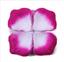 cor White Heart Purple