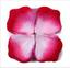 cor White Heart Rose Red