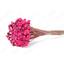 cor Rosa