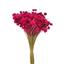 cor Rosa