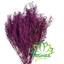 cor Roxo