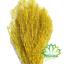 cor Amarelo