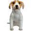 cor Beagle