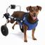cor Azul