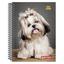 cor Shih Tzu