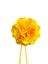 cor Amarelo