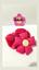 cor Rosa