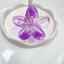 cor 10, Transparent roxo