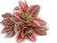 cor ROSA C/ BRANCO