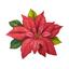 cor FLOR NATALINA