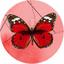 cor Borboletas BBL017