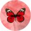 cor Borboletas BBL019