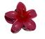 cor Pink