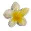 cor Amarelo e Branco