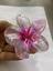 cor Rosa