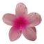cor Rosa