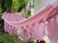 cor Rosa bebe