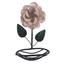 cor Rosa