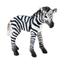 cor zebra