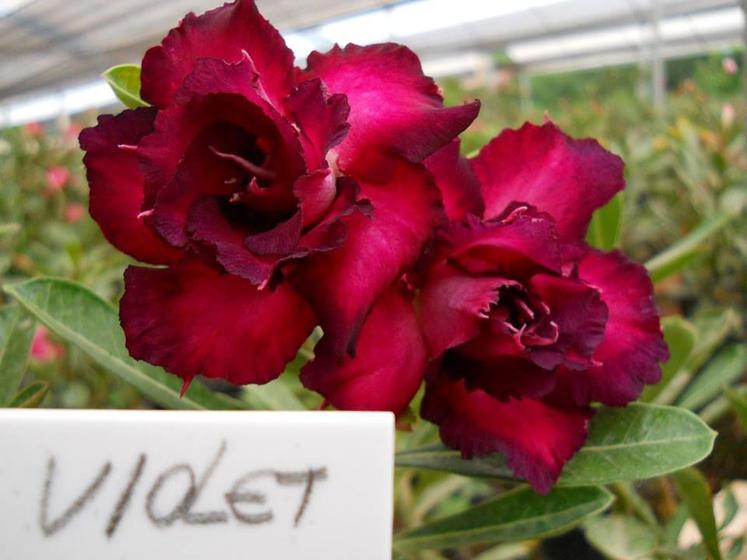 01 Rosa Do Deserto Enxerto violeta dobrada violet - ItaloBragaRD - Planta e Flor  Natural - Magazine Luiza