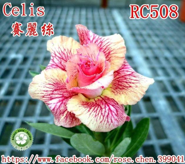 Imagem de 01 Rosa Do Deserto Importada Rose Chen - RC-508
