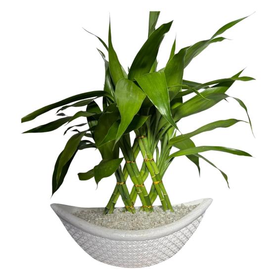 Imagem de 01 - Vaso de Plastico Branco Com Planta Bambu da Sorte com 12 Haste
