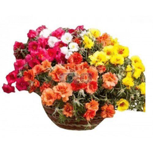 1.100 Sementes Flor Onze Horas/ Portulaca Grande Flora Sortido - SEEDS -  Sementes - Magazine Luiza