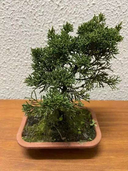 Imagem de 1 Árvore Bonsai Shimpaku Junípero Chinesis Sorte Cultivo Lar