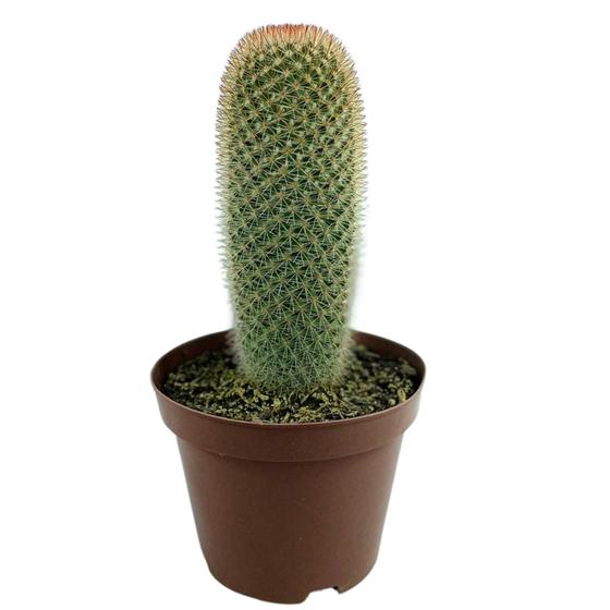 Imagem de 1 Cacto Mammillaria Spinosissim Pote 15 Decoração Top Jardins