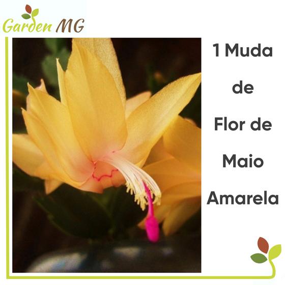 1 Linda Muda De Flor De Maio, Flor De Seda Amarela, Gardenmg - Flores  Artificiais - Magazine Luiza