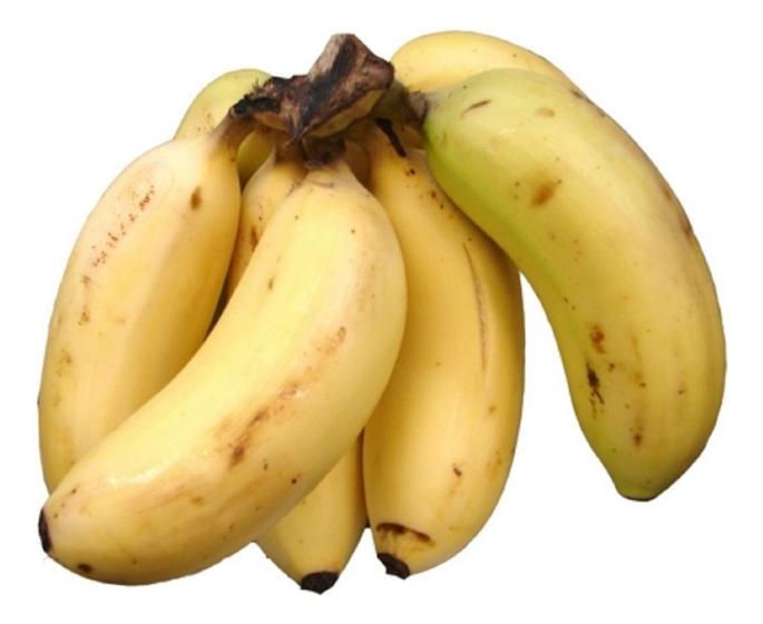 Imagem de 1 Muda Rizoma Banana Maçã Doce Sítios Fazendas Terrenos Envio Imediato Pronta entrega